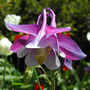 Aquilegia hybrida Bunting